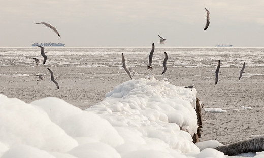 У Чёрного моря: чайки, ледяные сталактиты и моржи среди льда