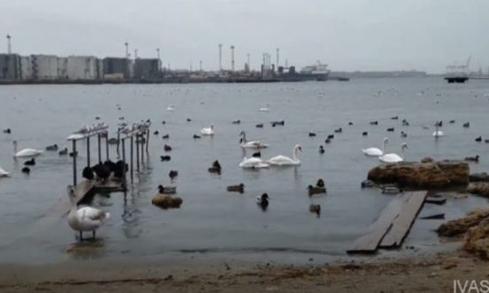 Под Одессой зимуют лебеди 
