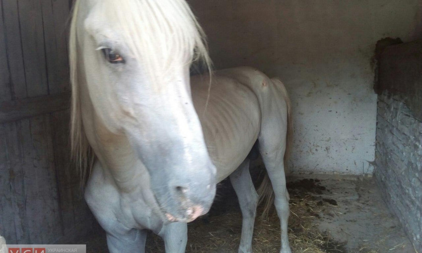 "Хорошее отношение к лошадям" - французский винодел в Одесской области об этом не слышал