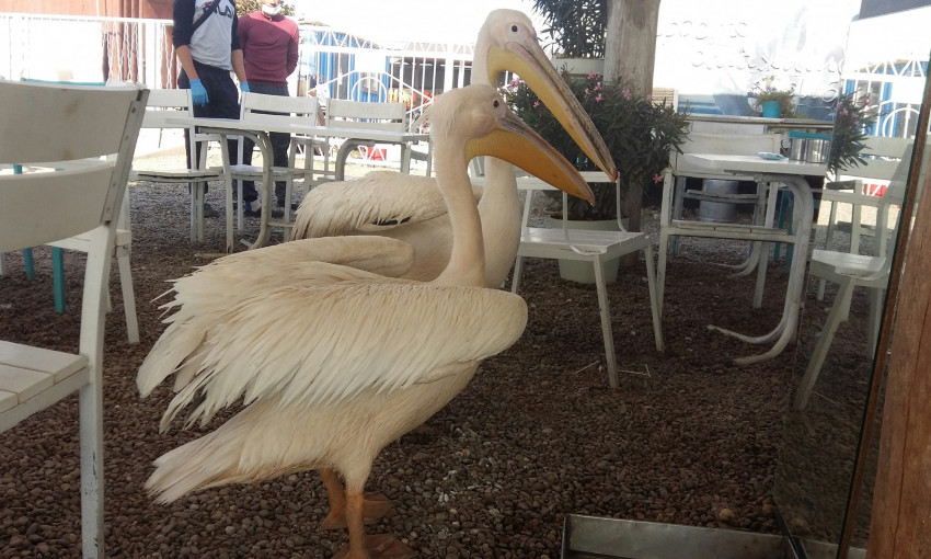 Экологи спасли двух пеликанов, которых держали в одесском ресторане на потеху гостям