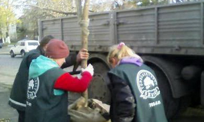 На улицах Одессы высаживают молодые деревья