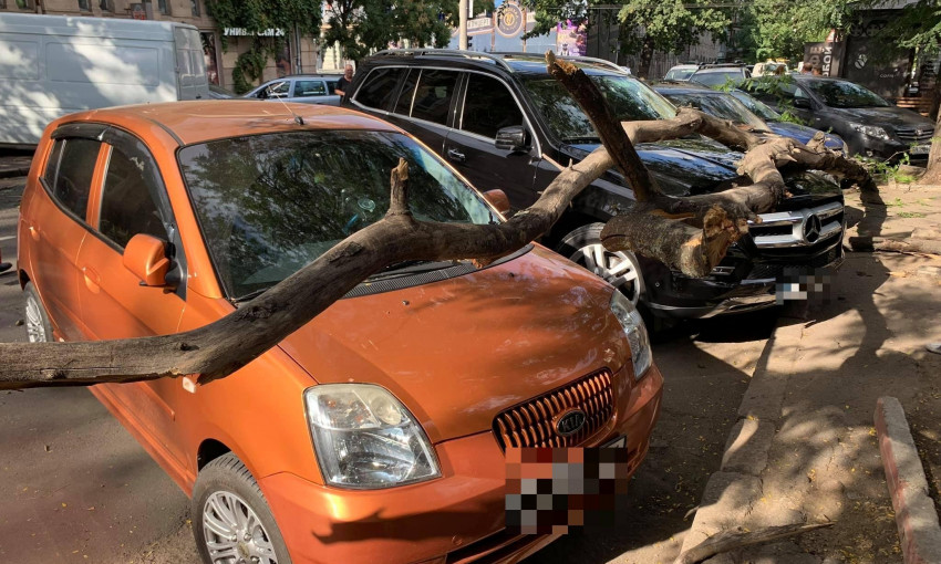 В Одессе упавшая ветка повредила сразу два автомобиля 