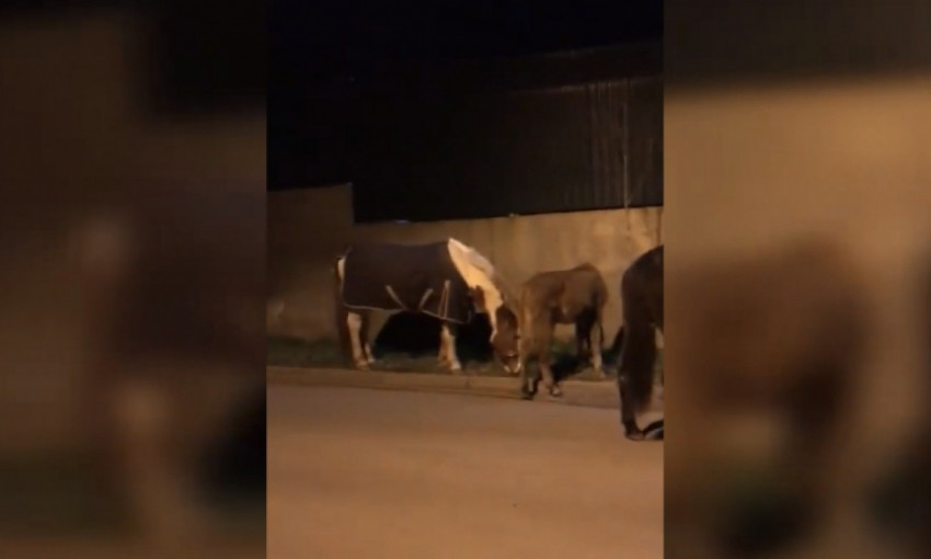 По Одессе гуляли  лошади без хозяина 