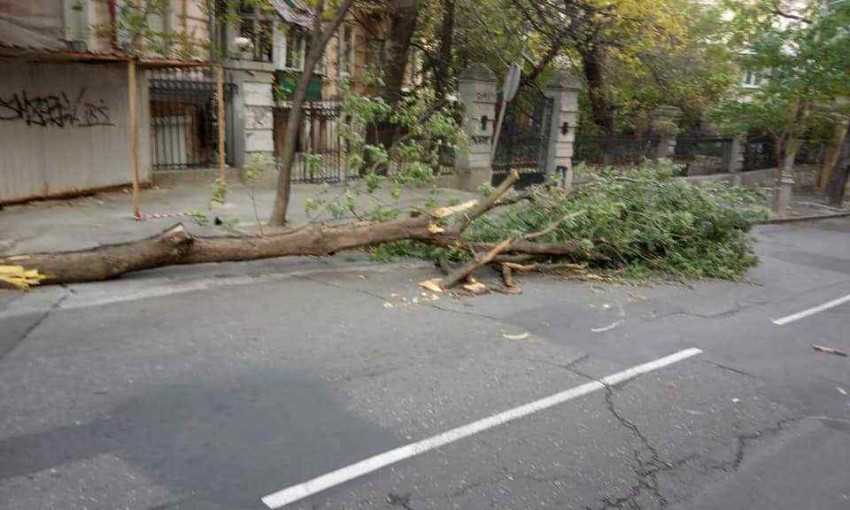 В Одессе из-за непогоды произошел деревопад 