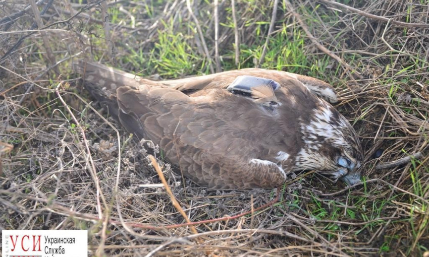 В Одесской области убили сокола, который занесён в Красную книгу Украины
