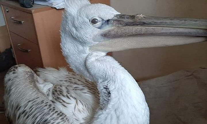 В Одесском зоопарке спасают кудрявого пеликана 