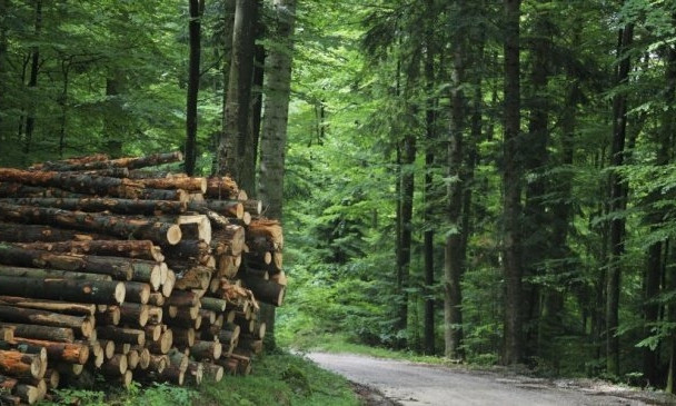 Служащих лесного хозяйства региона будут судить