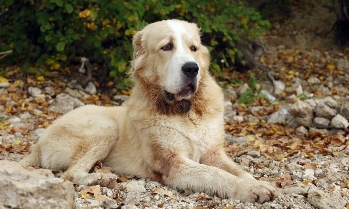 После смерти растерзанной алабаями пенсионерки, владельцы псов могут не получить реального наказания