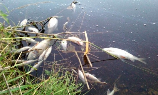 На озере Китай случился замор рыбы 
