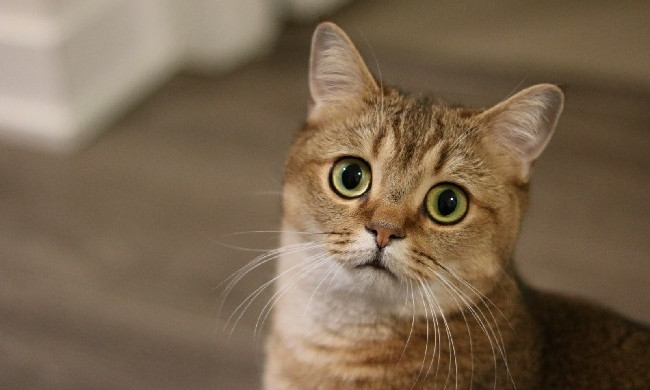 В Одессе станут бесплатно стерилизовать бродячих кошек