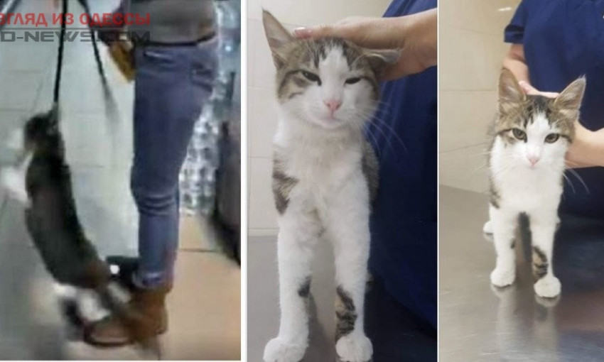 Кота, над которым одесситка издевалась в супермаркете, отдали  добрые руки