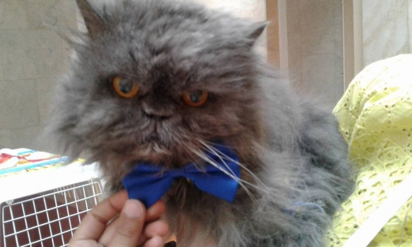 Самый старый кот Украины умер в Одессе