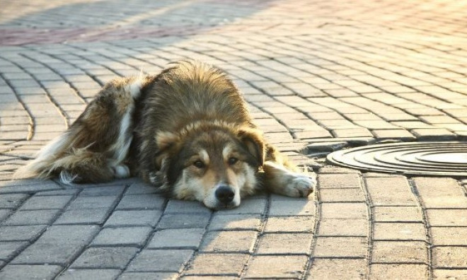 Небезразличные одесситы 7 часов спасали уличную собаку из люка