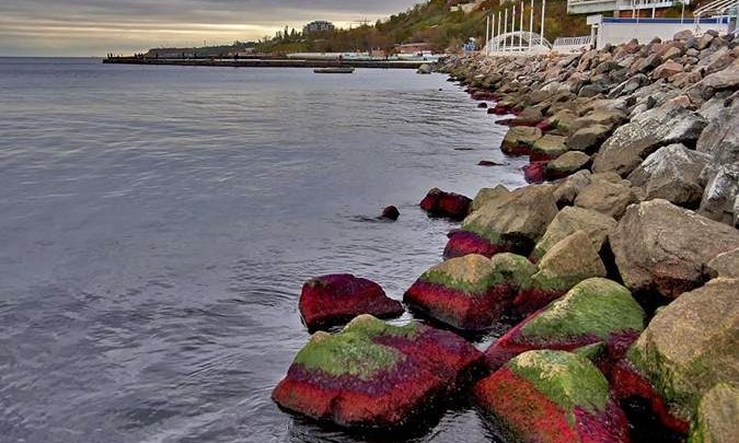 В Черном море появились токсичные водоросли