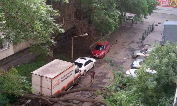 В Одессе дерево рухнуло на автомобили 