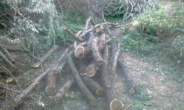 Жители Рени незаконно  вырубали лес