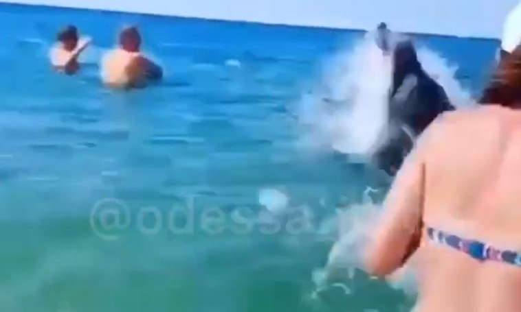 В Затоке на пляж приплыли дельфины 