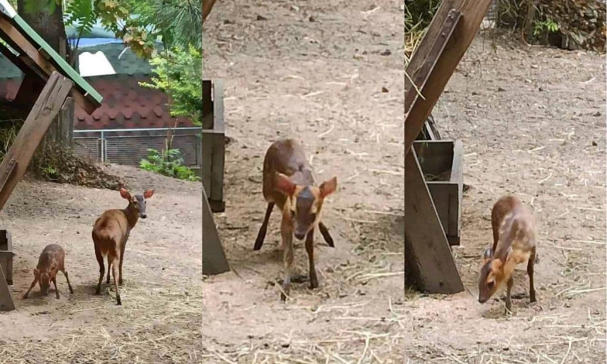 В Одесском зоопарке родился мунтжак 