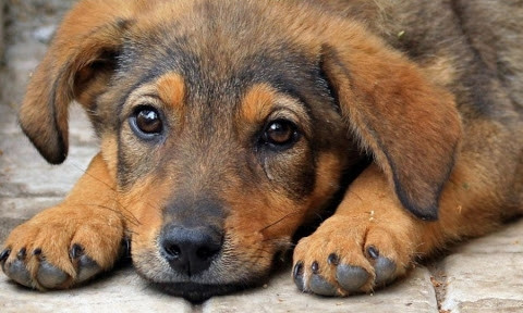 Одесситка заботится о сотне бездомных собак 