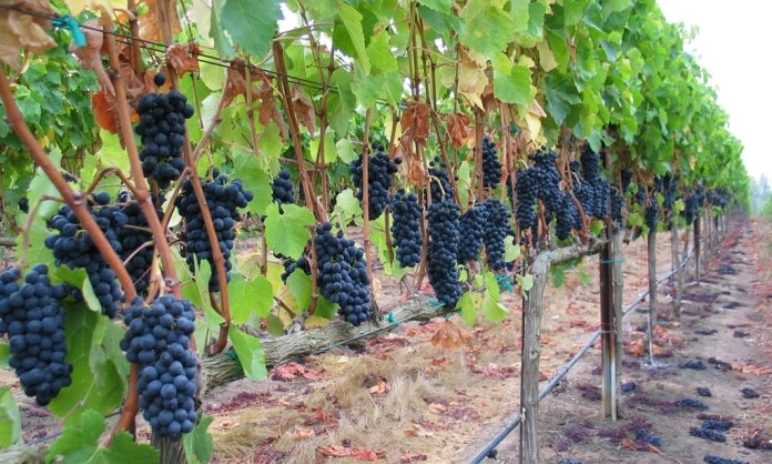 В Одесской области винограда стали выращивать меньше 