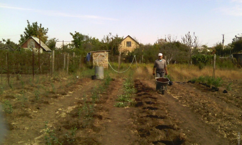 Фермер из Одесской области экспериментирует на своем огороде