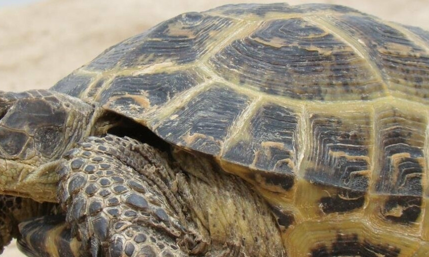 Из Одесского зоопарка сбежали сразу 3 черепахи – шустрых животных едва удалось поймать 