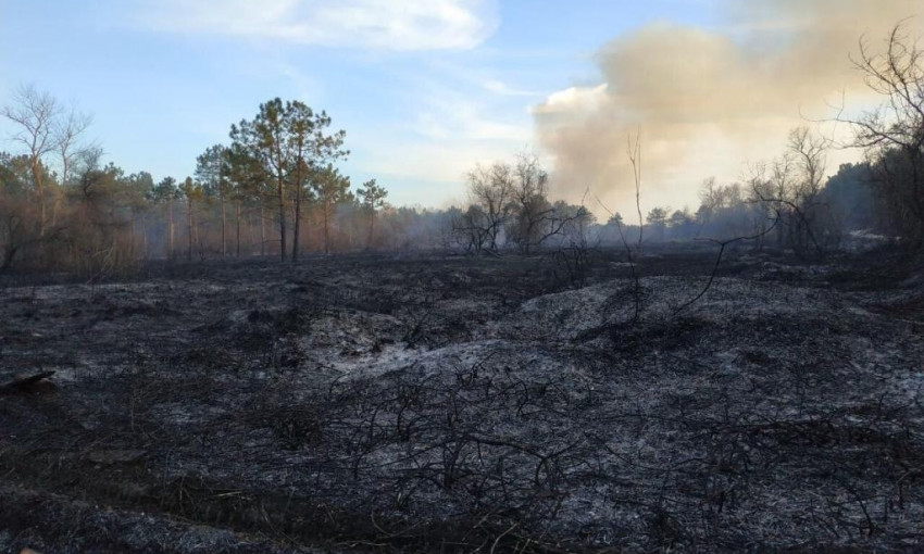 Пожар в Вилковском лесничестве ликвидировали