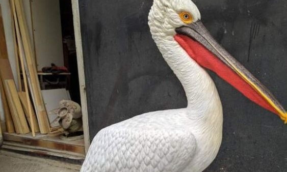 В Одесской области заботятся об увеличении популяции пеликанов, для этого придумали хитрость 
