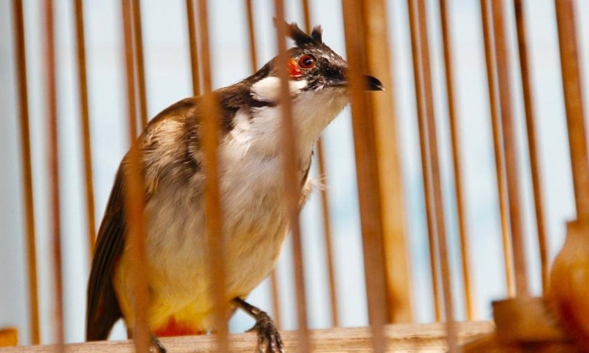 В Одессе ловили птиц на улицах, а потом выпускали их за деньги на волю