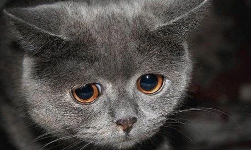 В Одессе жестокие дети испытывали аэродинамические свойства кота