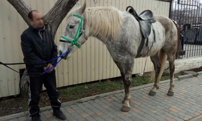 Неизвестный похитил лошадь с ипподрома