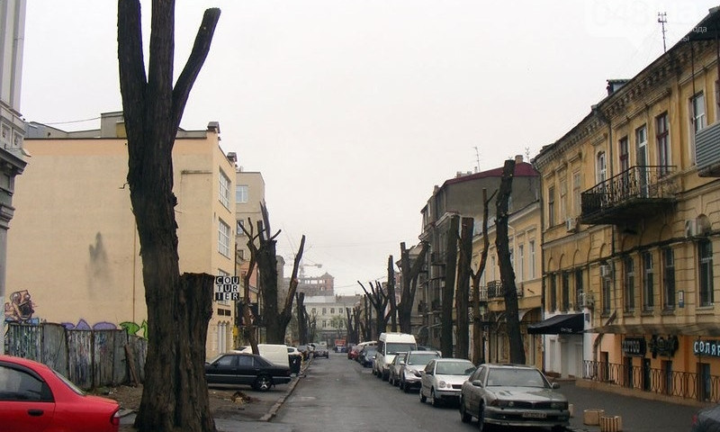 Улицы Одессы украшают памятники деревьев