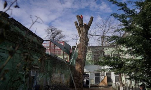 В Одессе лечат Канадский тополь, - говорят, что уникальное дерево можно спасти 