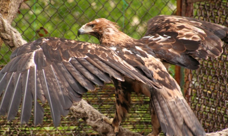 В Одесском зоопарке впервые в Украине краснокнижный орел-могильник дал кладку