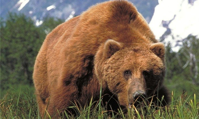 Белорусскому цирку запретили показывать в Одессе бурых медведей