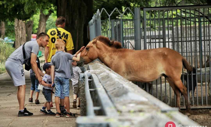 В одесском зоопарке замечена лошадь с кровавой царапиной, директор Беляков объяснил ситуацию