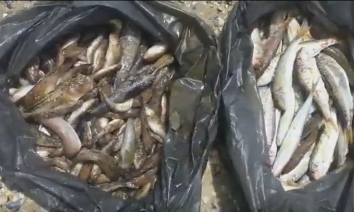 Браконьеры на рыбалке: рыбаки незаконно выловили рыбы на 14 миллионов долларов