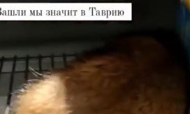 Крыса задремала на полке в одесском магазине (видео)