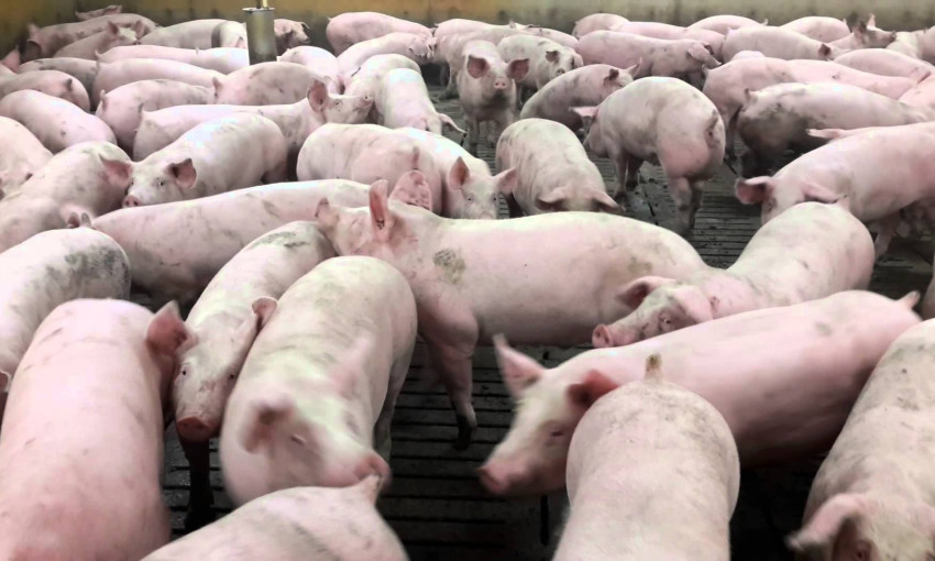 Опасная эпидемия «докатилась» в Одесскую область, утилизировали свиней на сумму 115 тысяч гривен