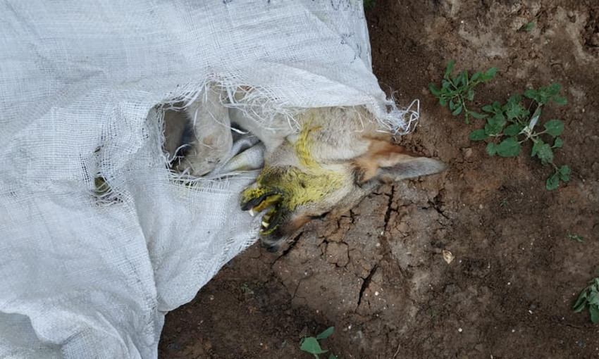 В Одессе на Ленпосёлке неизвестные отравили животных