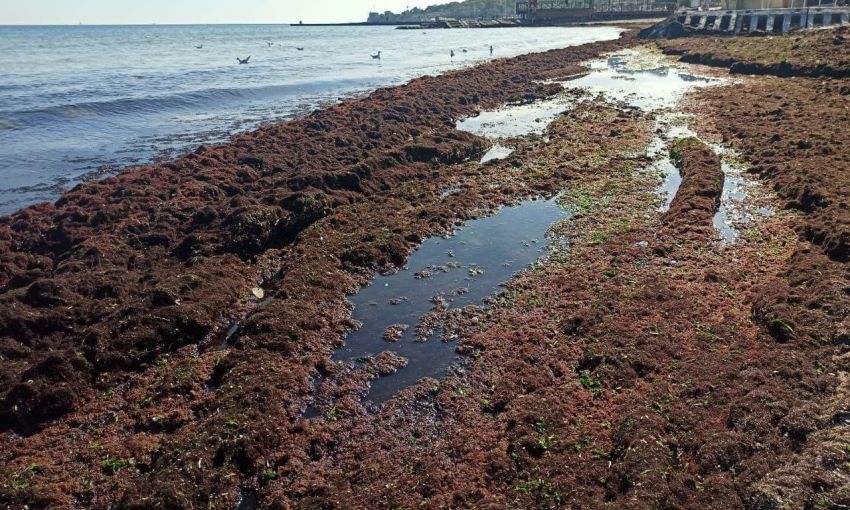 Медузы и гниющие водоросли заполонили пляжи Одессы