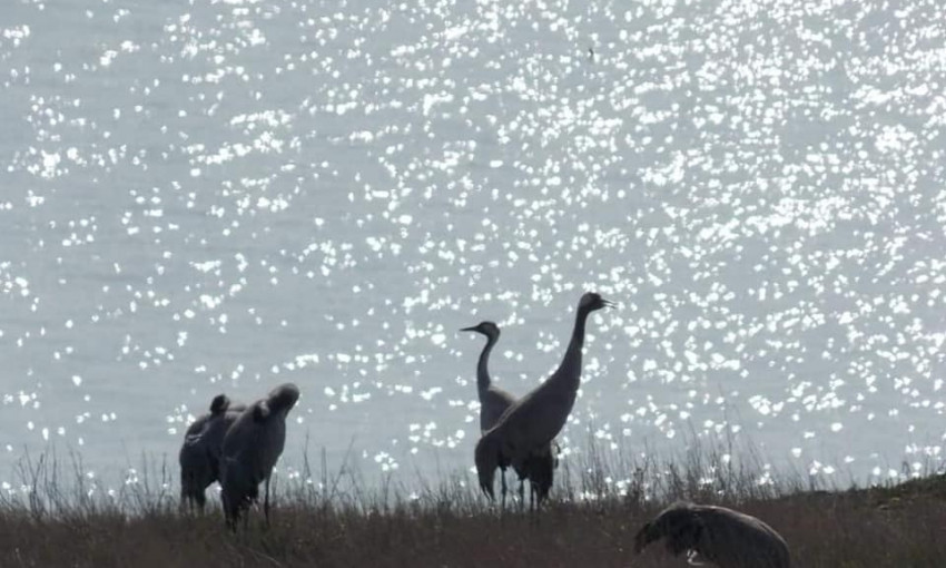 Пограничникам на острове Змеином удалось сфотографировать редких птиц
