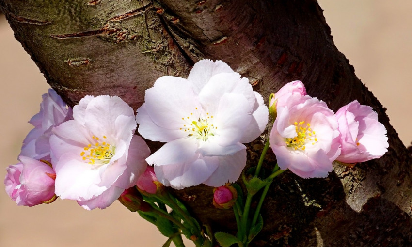 В Измаиле зацвела прекрасная бело-розовая сакура