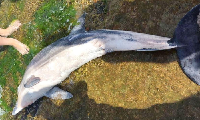 На пляже Ланжерон отдыхающие нашли мёртвым дельфина
