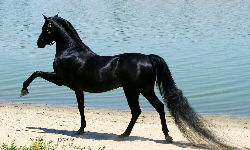 В Одессе можно пообщаться с лошадью для здоровья