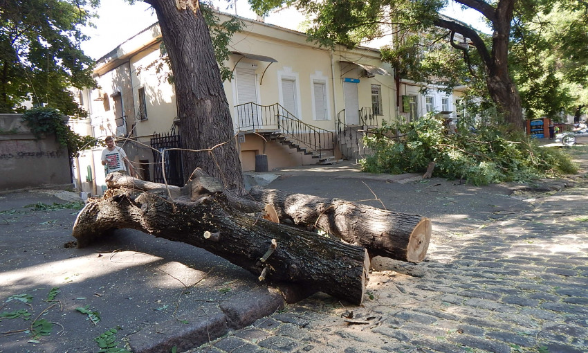 В Одессе опять рухнуло дерево на машины