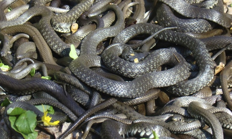 Одну из школ в Рени оккупировали змеи