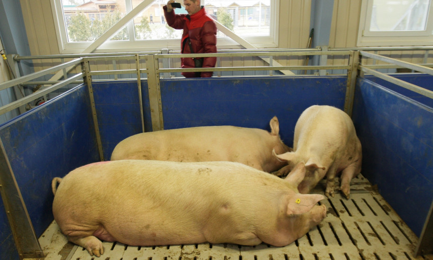 Под Одессой зафиксирована африканская чума свиней