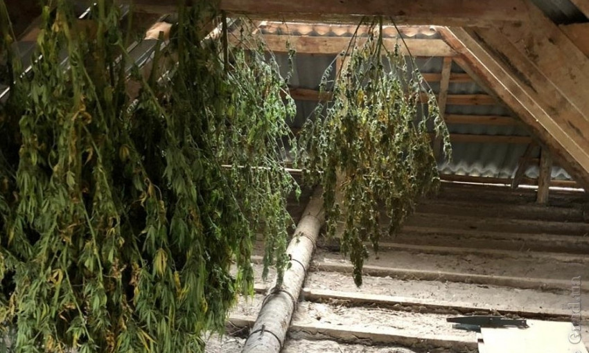 Житель Болграда хранил у себя дома 40 килограмм наркотиков (ФОТО, ВИДЕО)