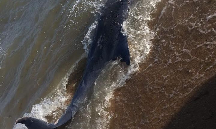 На берегу пляжа на Фонтанке обнаружили мёртвого дельфина
